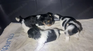 Biewer yorkik - kép 4