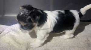 Biewer yorkie kisfiú  - kép 2