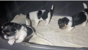 Biewer yorkik - kép 3