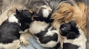 Biewer yorkik - kép 8