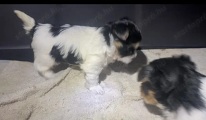 Biewer yorkie kisfiú 
