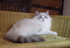 Maya Ragdoll cat! Seal Lynx Bicolorl   - kép 2
