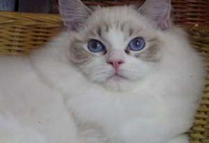Maya Ragdoll cat! Seal Lynx Bicolorl   - kép 3
