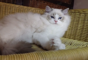Maya Ragdoll cat! Seal Lynx Bicolorl   - kép 4