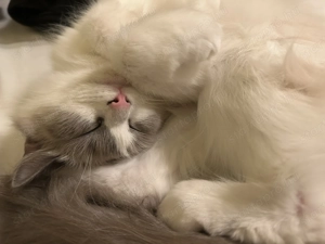 Játékos Ragdoll cica eladó - kép 3