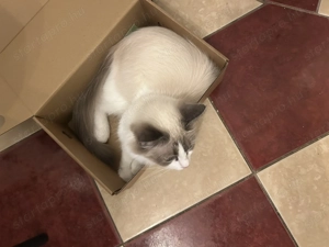 Játékos Ragdoll cica eladó - kép 4