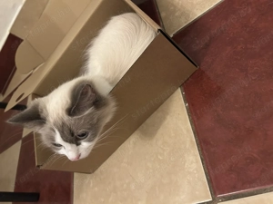 Játékos Ragdoll cica eladó - kép 5