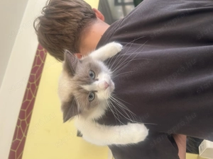 Játékos Ragdoll cica eladó - kép 6