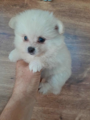 Pomerániai törpe Spitz kiskutyák 3 fiu 1 kislány 