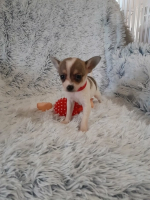 Csivava picurik uj csaladba költözn nek 3 Kislany 3 kisfiu