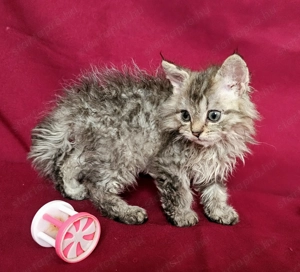 Tenyésztőtől eladó Selkirk Rex hosszú göndör  szőrű  kisfiú cica - kép 3
