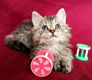 Tenyésztőtől eladó Selkirk Rex hosszú göndör  szőrű  kisfiú cica - kép 10