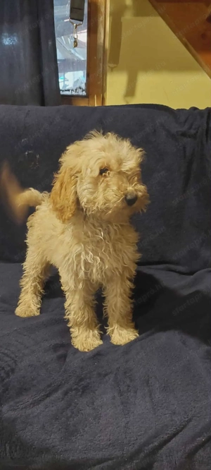 Uszkár kölykök eladóak. - kép 3