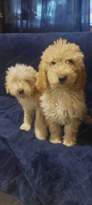 Uszkár kölykök eladóak. - kép 2