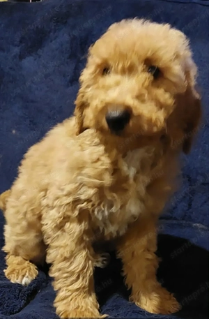 Uszkár kölykök eladóak.