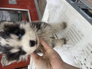 Husky kisfiú 9hetes