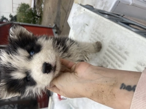 Husky fiú kutyus  - kép 2