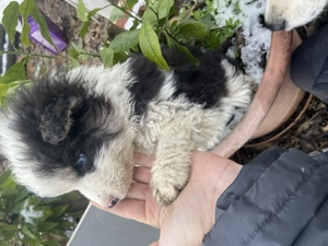 Border collie kisfiúk