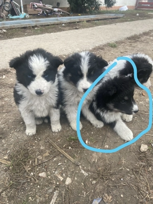 Border collie kisfiúk - kép 2