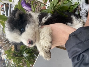 Border collie kisfiúk - kép 2