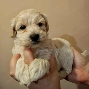 Maltipoo fajtatiszta jellegű Szuka kiskutyák - kép 4