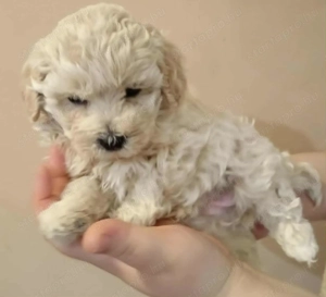 Maltipoo fajtatiszta jellegű Szuka kiskutyák - kép 2