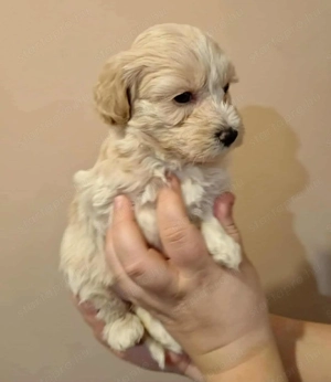 Maltipoo fajtatiszta jellegű Szuka kiskutyák - kép 3