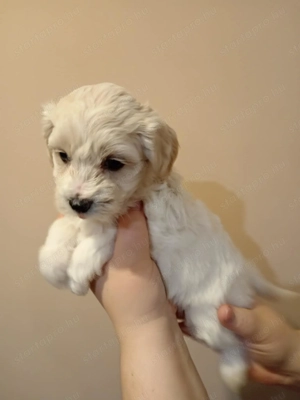 Maltipoo fajtatiszta jellegű Szuka kiskutyák - kép 5