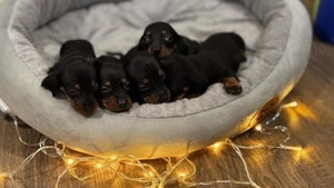 Törpe tacskó kiskutyák  - kép 3