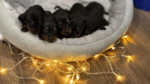 Törpe tacskó kiskutyák  - kép 2