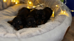 Törpe tacskó kiskutyák  - kép 1