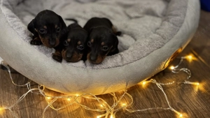 Törpe tacskó kiskutyák  - kép 5