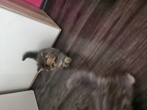 Perzsa cicák eladók - kép 3