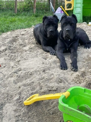 Cane corso babák  - kép 3