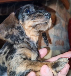 Harlekin szálkás szőrű tacskó kölykök  - kép 2