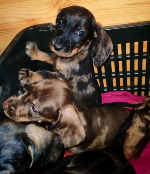 Harlekin szálkás szőrű tacskó kölykök  - kép 4