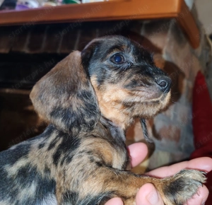 Harlekin szálkás szőrű tacskó kölykök  - kép 8