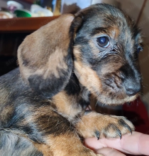 Harlekin szálkás szőrű tacskó kölykök  - kép 9