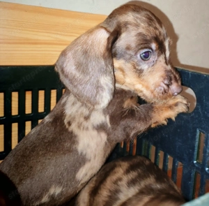 Harlekin szálkás szőrű tacskó kölykök  - kép 3