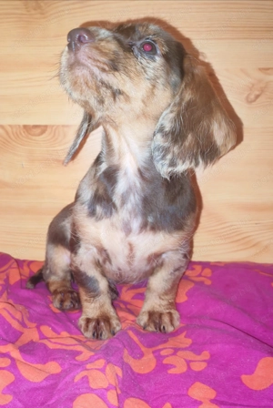 Harlekin szálkás szőrű tacskó kölykök  - kép 6