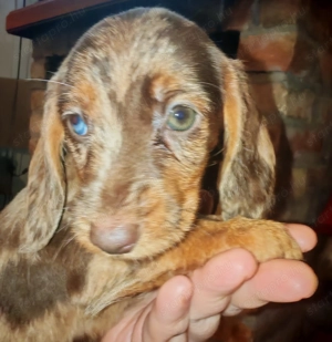 Harlekin szálkás szőrű tacskó kölykök  - kép 7