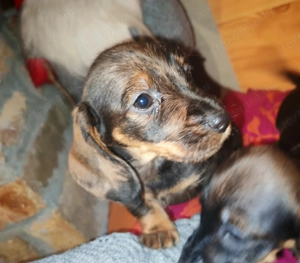 Harlekin szálkás szőrű tacskó kölykök  - kép 12