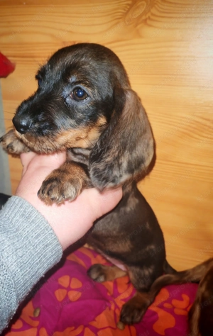 Harlekin szálkás szőrű tacskó kölykök  - kép 10