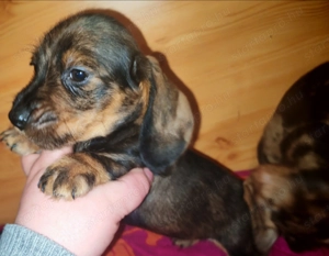 Harlekin szálkás szőrű tacskó kölykök  - kép 11