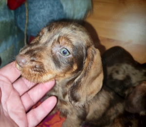 Harlekin szálkás szőrű tacskó kölykök  - kép 15