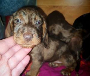 Harlekin szálkás szőrű tacskó kölykök  - kép 5