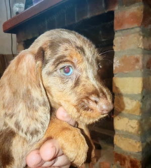 Harlekin szálkás szőrű tacskó kölykök  - kép 14