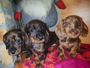 Harlekin szálkás szőrű tacskó kölykök  - kép 13