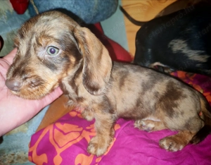 Harlekin szálkás szőrű tacskó kölykök  - kép 16