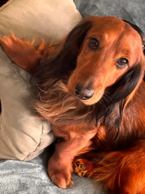 Hosszúszőrű tacskók  - kép 3